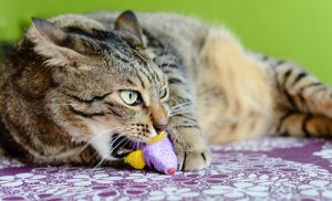 A Síndrome de pica nos gatos