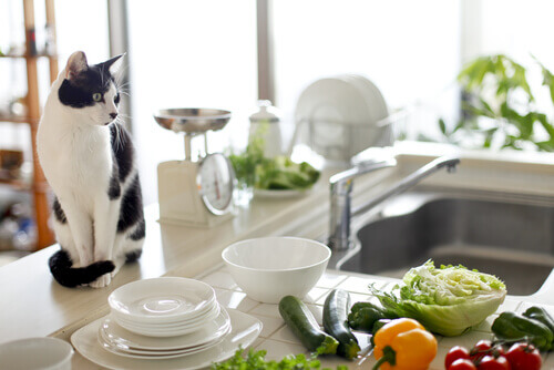 Saúde para seu animal de estimação e higiene para sua cozinha