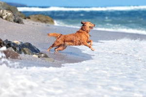 Praias e piscinas: a segurança de seu cão