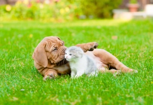 A esterilização de cães e gatos evita nascimentos indesejados