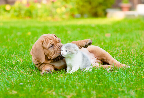 A esterilização de cães e gatos evita nascimentos indesejados A esterilização de cães e gatos evita nascimentos indesejados