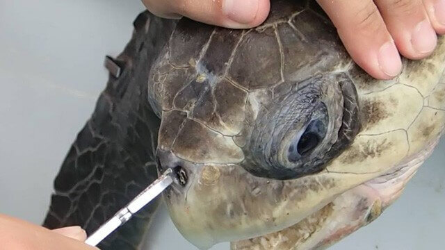 O sofrimento de uma tartaruga por culpa da contaminação marinha