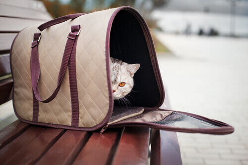 Gato em bolsa de transporte