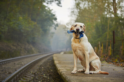 Viajar de trem com o seu pet. O que considerar? Viajar de trem com o seu pet. O que considerar?