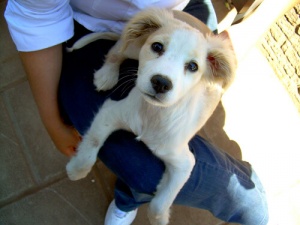 Você não tem um cão, ele tem a você!