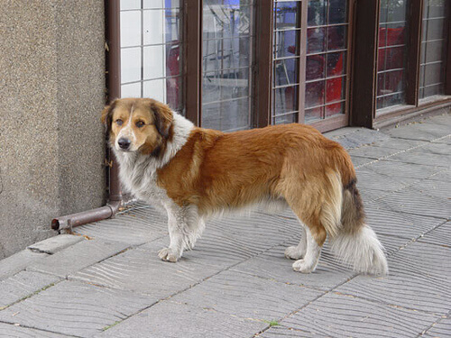 Uma cadela caminhou uma distância de mais de 50 quilômetros para encontrar sua casa
