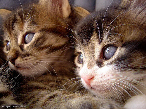 Derrubando mitos sobre os gatos