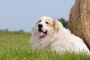 O Kuvasz, um cão gigante