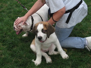 Quando tudo der errado... abrace seu cão