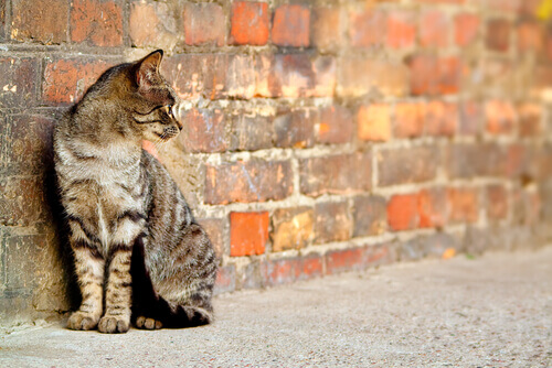 Da rua para um lar: adotar gatos de rua
