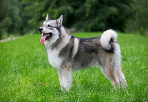 Todos os detalhes sobre o Alaskan Malamute