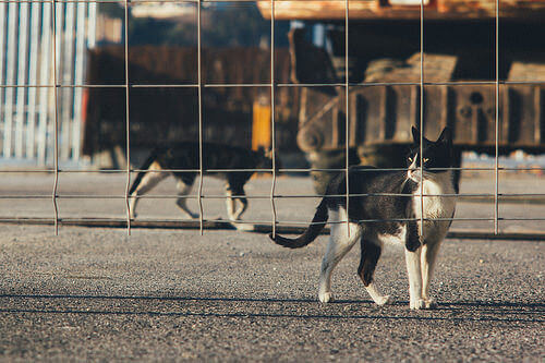 animais-abandonados Abandono animal