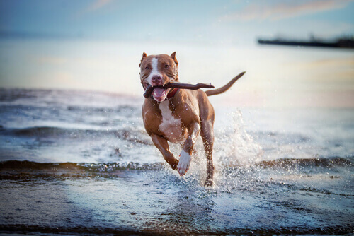 10 lições de vida que podemos aprender com os cães 10 lições de vida que podemos aprender com os cães