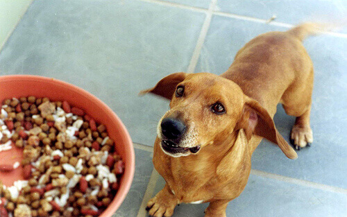 Receita de arroz com carne para cães pequenos Receita de arroz com carne para cães pequenos