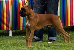 Por que os humanos começaram a cortar o rabo dos cães?