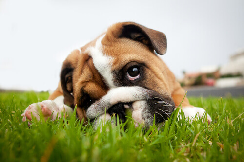 Cachorro