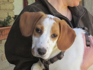 Conheça o primeiro cão biônico da história