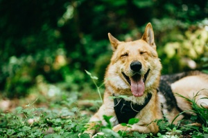 A música clássica reduz o estresse em nossos animais
