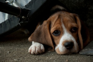 Em que idade a maioria dos cães são abandonados?