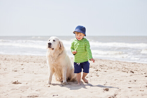 Cão salvou vida de um bebê que se dirigia ao mar