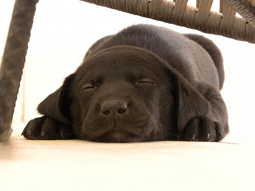 Cachorro dormindo