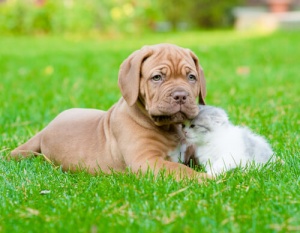 Cão ou gato, o que é melhor para mim?