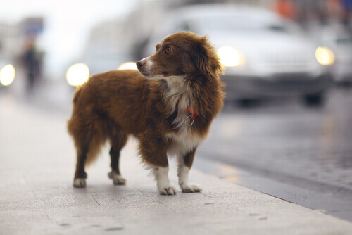 Cão na rua