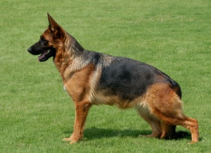 Que cão policial inteligente!