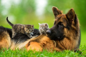 Uma cadela adota filhotes de gato