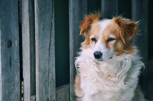 7 remédios caseiros para aliviar tosse nos cachorros