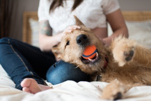 6 coisas para pensar antes de adotar um cão