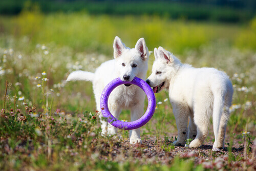 Brinquedos antiestresse para cães