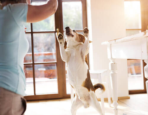 Por que seu cão fica tão feliz quando você chega em casa? Por que seu cão fica tão feliz quando você chega em casa?