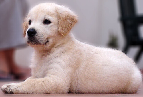 Os cães são como os humanos os educam