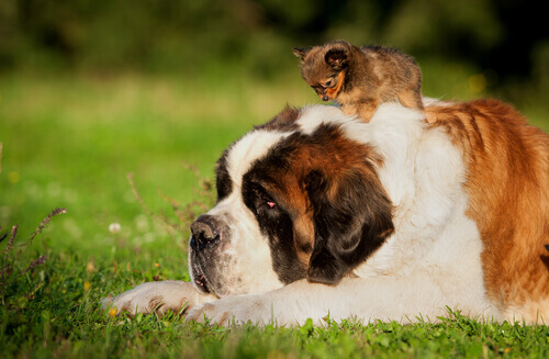 Por que cães pequenos vivem mais do que os grandes?