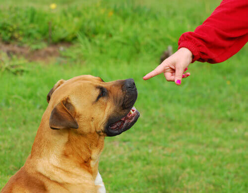 Um cão surdo aprende a língua de sinais Um cão surdo aprende a língua de sinais