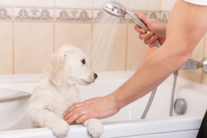 Por que os cães ficam felizes depois de tomar banho?