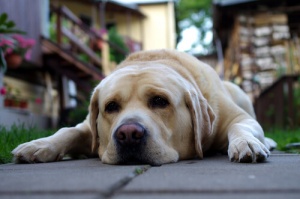 Como posso saber se meu cão está estressado?