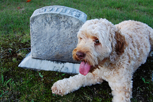 Cães fieis até depois da morte