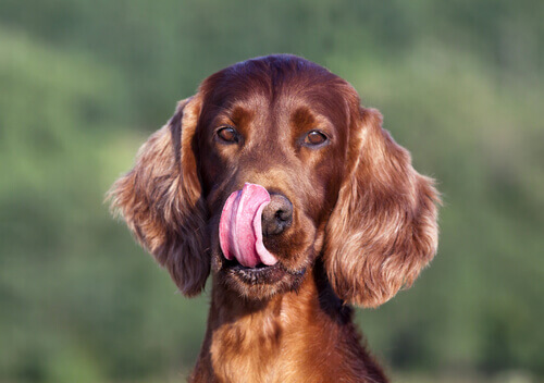Os benefícios do mel para cães Os benefícios do mel para cães
