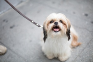 Coisas que você não deve fazer quando sair com seu cão