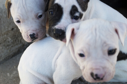 Mãe pitbul busca ajuda para conseguir resgatar os seus filhotes