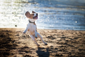 Os cães nunca morrem, dormem em nossos corações