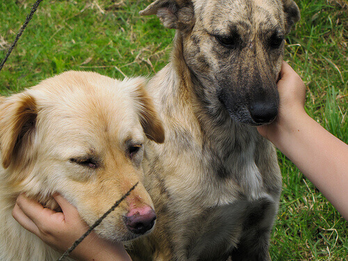 carícias cachorro Os cachorros têm sentimentos