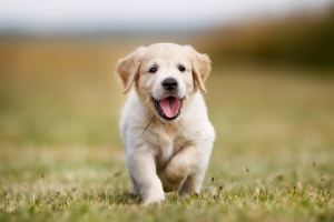 Falsos mitos sobre o comportamento canino