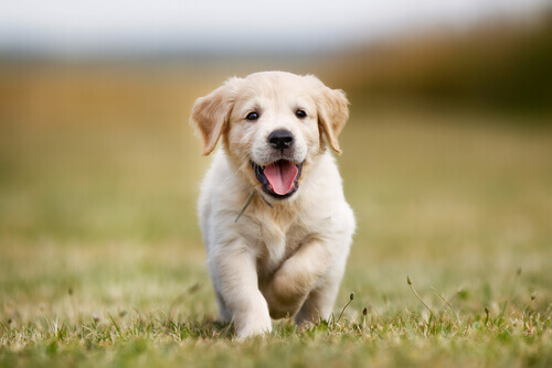 comportamento-canino Comportamento canino