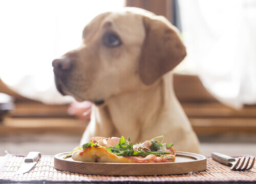 cão-come-verduras