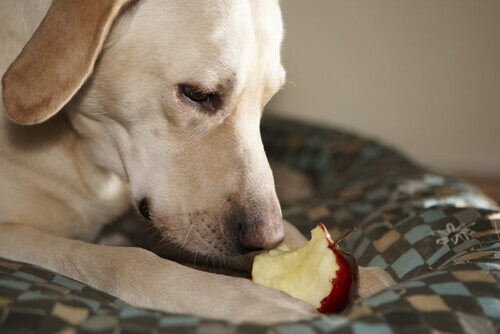 Cão comendo maçã