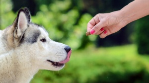 Engolir sem mastigar: o mal de muitos cães
