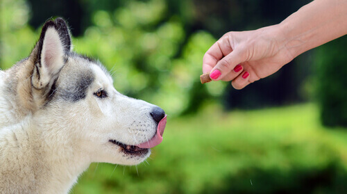 Engolir sem mastigar: o mal de muitos cães